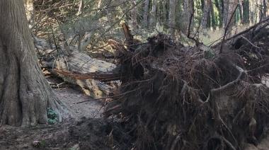 Se cayó un árbol en el parque Miguel Lillo por los fuertes vientos