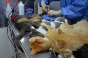Necochea: habrá castración de gatos con cupos y orden de llegada