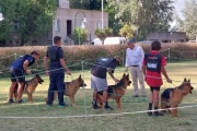 Ovejeros Alemanes de Necochea preparados para competir en el Nacional de La Pampa