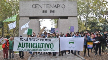 Cannabis medicinal: a 7 meses de la adhesión local, cannabicultores pidieron su reglamentación
