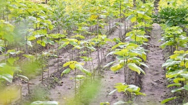 Continúa el plan de forestación en el Miguel Lillo