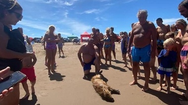 Rescataron a un carpincho que se estaba ahogando en las costas necochenses