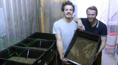 Balcarce: se instaló una empresa que cría larvas de mosca que transforman residuos en proteína para animales
