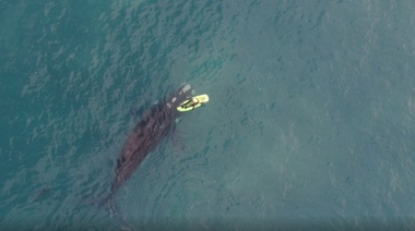 Prefectura lanzó criterios y restricciones para el acercamiento a las ballenas
