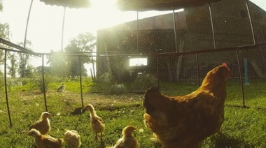 El INTA organiza una charla sobre cría de gallinas ponedoras en Juan N. Fernández