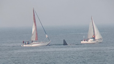 Carlos Alberto Leo: "Y ahora se nos ocurre joder a las ballenas"