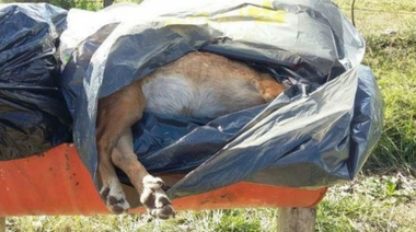 Matan a 300 perros en pueblo de la provincia de Buenos Aires