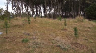 El municipio denunció el robo de 20 pinos recién plantados