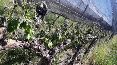 La helada arruina los viñedos de Mendoza, San Juan y Río Negro: Preocupación de productores por el nivel de pérdidas