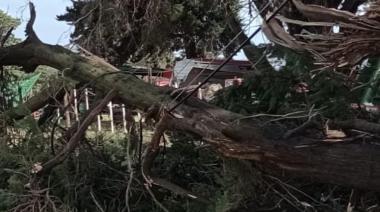 Llovieron 46 milímetros y hubo calles anegadas, postes y árboles caídos
