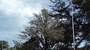 Llovieron 46 milímetros y hubo calles anegadas, postes y árboles caídos