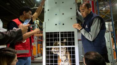 Llegan a Jordania los tigres de Bengala rescatados en Balcarce para su adaptación a la vida silvestre