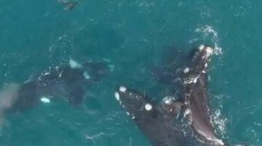 Un reencuentro con la naturaleza: Mira el video que muestra cómo las ballenas regresan a nuestras costas