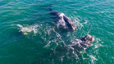 Un reencuentro con la naturaleza: Mira el video que muestra cómo las ballenas regresan a nuestras costas