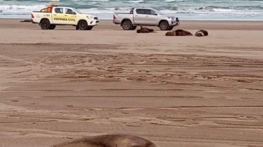 Se aguardan resultados y ya son más de 40 los lobos marinos enterrados