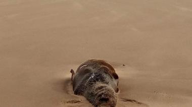 Se aguardan resultados y ya son más de 40 los lobos marinos enterrados