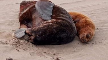Se aguardan resultados y ya son más de 40 los lobos marinos enterrados