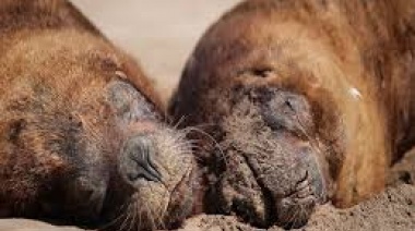 Ante la falta de conciencia por la Gripe aviar: Reiteran recomendaciones para habitantes y turistas