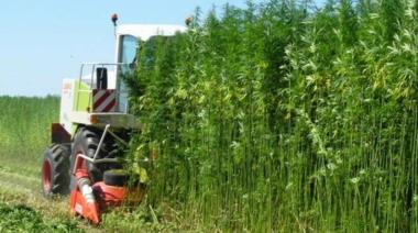 Llega el primer “Encuentro nacional sobre cáñamo y cannabis medicinal: Avances, desafíos y perspectivas en Argentina”