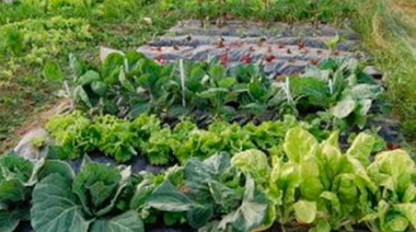 Cuáles son las verduras para sembrar en Enero y cómo realizar el fertilizante casero