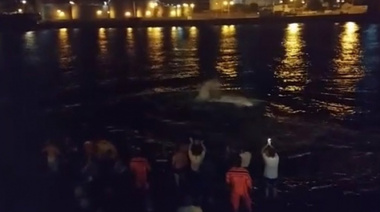 Salvataje de la ballena varada: "fue una experiencia inolvidable"