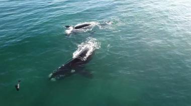 Avistamiento de ballenas en Necochea: Naturaleza en estado puro