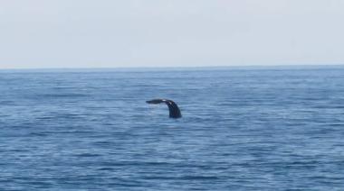 Avistamiento de ballenas en Necochea: Naturaleza en estado puro