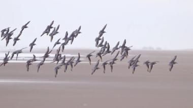 Observación de Aves en Quequén: Actividad familiar gratuita y guiada