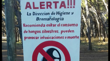 Preocupación por hongos silvestres ubicados en el Parque Miguel Lillo