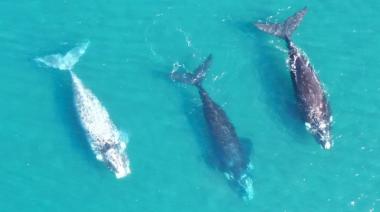 Ballenas en Necochea: Entrevista al investigador Luciano Valenzuela desde Puerto Quequén