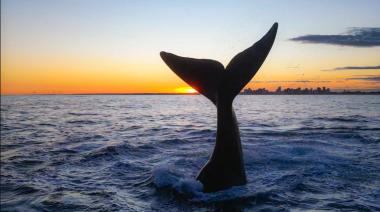 Ballenas en Necochea: Entrevista al investigador Luciano Valenzuela desde Puerto Quequén