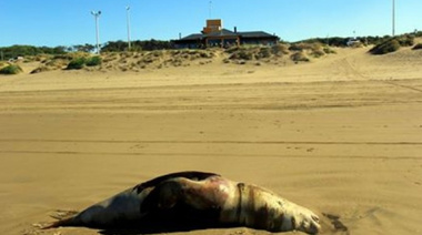 Continúa la muerte de lobos marinos en la costa