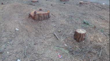 Denunciaron al Club Villa Díaz Vélez por talar ilegalmente más de 40 árboles en el Parque Miguel Lillo