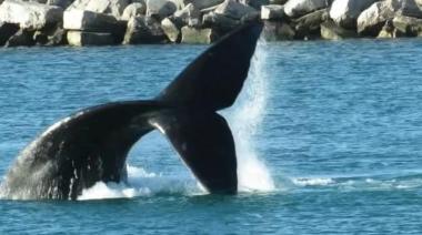 Necochea apunta a convertirse en destino de avistaje de ballenas en la costa bonaerense