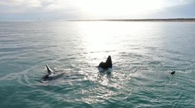 Sala inmersiva sobre ballenas: nueva propuesta educativa y gratuita en Necochea