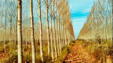 Árboles para la ganadería: San Cayetano entrega álamos y sauces a productores rurales
