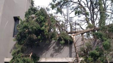 Susto con suerte en Villa del Deportista: un árbol gigante cayó sobre una vivienda