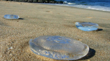 Alertan sobre el regreso de medusas y aguas vivas en Monte Hermoso y Pehuen-Co