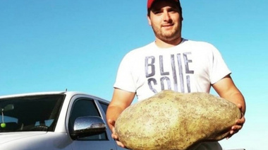 Hallazgo insólito en la región: productores de Barker encontraron una papa de 4 kilos
