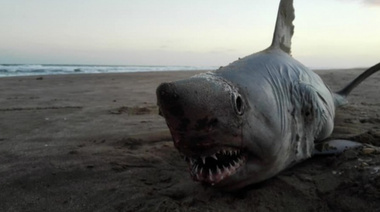 Investigan las causas por las que quedan varados tiburones sardineros en las costas locales