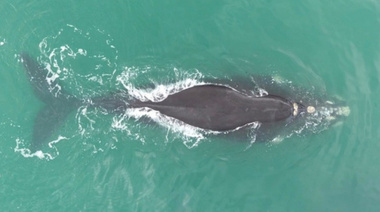 Más fotos de las ballenas que continúan merodeando las costas necochenses
