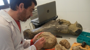 Miramar: hallan fósiles de animales prehistóricos