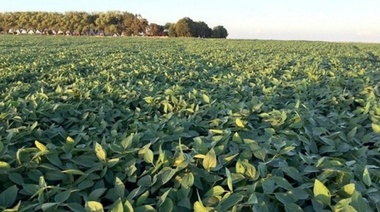 Informe agro meteorológico indica días de lluvia que mejorarán los cultivos