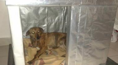 Para que ningun perro duerma afuera: ¿cómo armar una cucha sustentable?