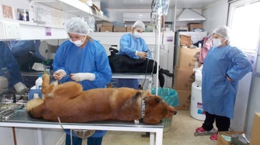 Organizaciones protectoras de animales reiteran pedido a Rojas referido a las castraciones de mascotas