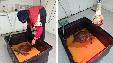 La tortuga marina fue trasladada a la rehabilitación en el Aquarium de Mar del Plata