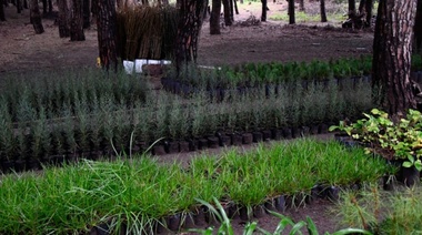 Reforestación en el Miguel Lillo: ciprés, pino, álamo y aguaribay