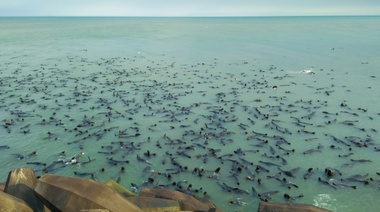 Impactantes fotografías de la colonia de lobos marinos