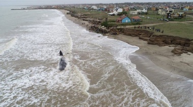 Apareció un cachalote muerto en la playa de Santa Clara del Mar
