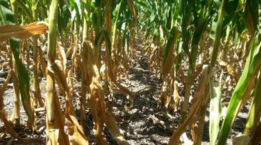 Sequía en la zona: proponen "tarifa social" para los campos afectados por el clima